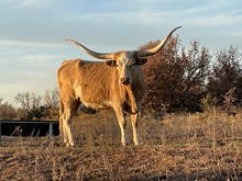 LA FUSION COWGIRL CPL