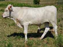 Gatsby 2022 bullcalf