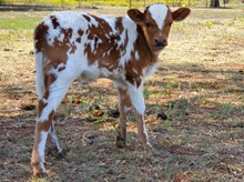 Abigail's 2022 Bull Calf