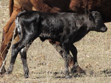 2022 Heifer by U No Stop a Sittin