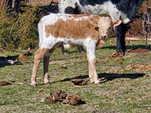 Betty Bullcalf 2024