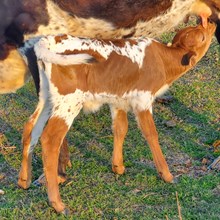 Red Hot Kisses Bullcalf 2024