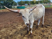 Cadillac's 2022 steer calf