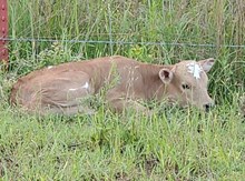 Argyle 24 heifer