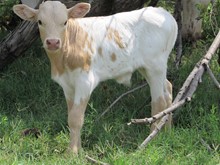 Paintbrush 21 bullcalf