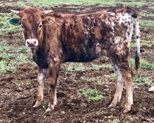 Wild Kat 18 Heifer