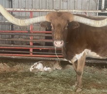 Suzies 2026 bullcalf