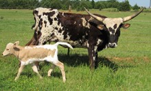 Sweetgrass Cowgirl CPL