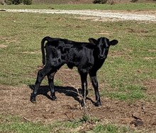 Black Opal Cowgirl CPL