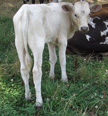 Bone's 2020 bullcalf