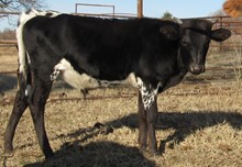 Bouncing Bling 2019 Bullcalf