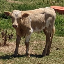 Butters 2023 bull Calf