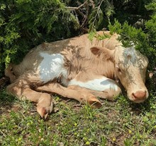 Butters 2023 bull Calf