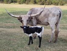 Chrome Racer 2025 Bull Calf