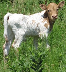 Delilah bull calf 2020