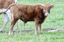 Sheraton Star bull calf