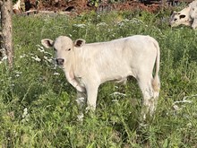 BULL CALF - SILVER BALLERINA