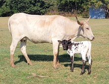 Gray Pearl 2025 heifer