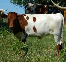 Lone Grove Cowgirl CPL