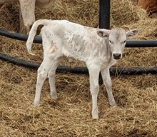 Gray Pearl Cowgirl CPL