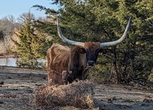Hersheys 2025 bull calf