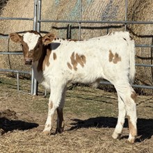 Bull Calf- Snow Jackie's O'Angel x The Flying Ace