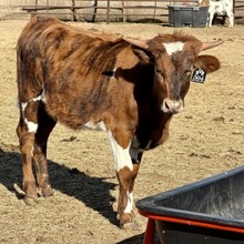 Heifer Calf - Soiled Love Dove x The Flying Ace