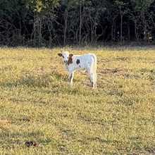 Bull Calf - Sunsetlap Mariam x The Flying Ace