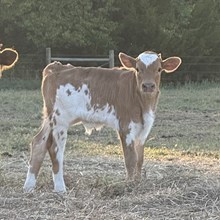 Bull Calf - Ester Jackie's O x The Flying Ace