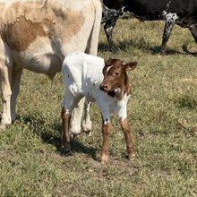 Bull Calf - Tanny Anna RVR x The Flying Ace