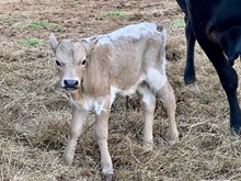 01 Twin Bull - GD MISS UNDERSTOOD