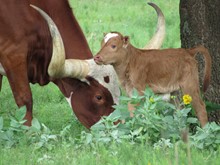 Pecos 2021 Bull Calf