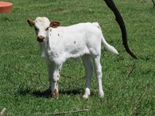 Prologue 2022 bullcalf