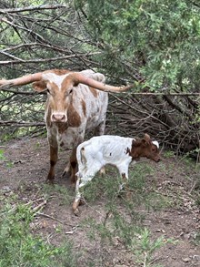 Bob Lee x Persephone Bull Calf