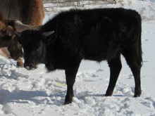 Mountain Mango Betty Steer Calf 2020