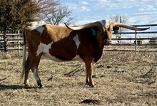 IWR Miss Fancy Pants 203