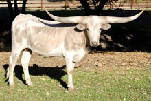 MBR Grayzie 