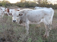 Disorder Bull Calf 2020