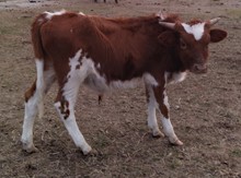 Annie's 2022 steer calf