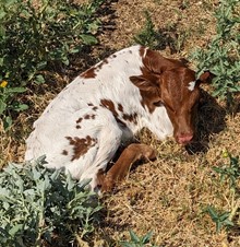 Kapiolani's 2023 Heifer Calf