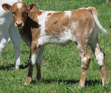 Lady Stuart 2022 heifer