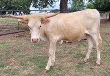 Lezawe Cowgirl CPL