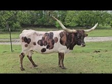 Last Mango In Paris CPL