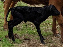 Monika's Ringer 2023 Heifer