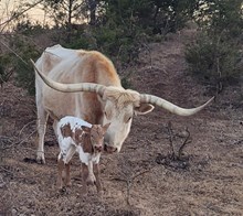 Melody's 2026 heifer