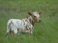 Midnight's 2014 Heifer