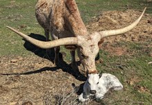 Nova's 2025 Heifer