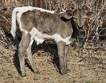 La Nova's 2026 Bull calf