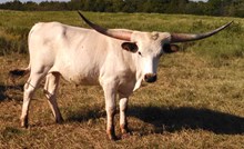 Oklahoma Dawn 2015 calf