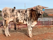  Pale Rider CPL